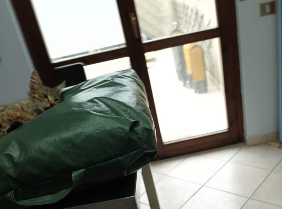 Strage di gatti a Sinnai: “Veleno nel cibo della colonia, siete assassini”