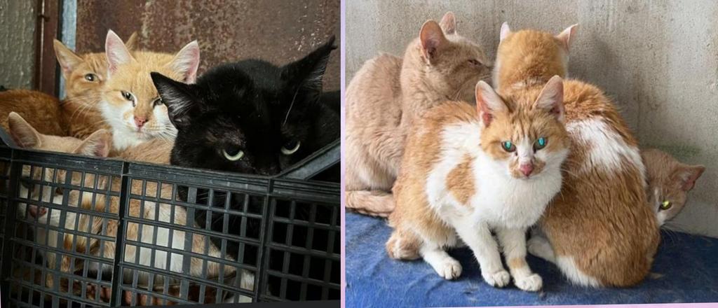 Radio Zampetta: “20 gatti chiusi in garage senza cibo da un mese, i superstiti hanno mangiato i mici deceduti”