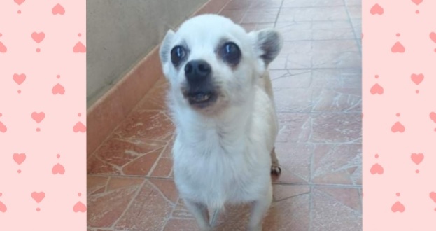 Sos a Radio Zampetta Sarda: ritrovata a Is Mirrionis, chi la riconosce?