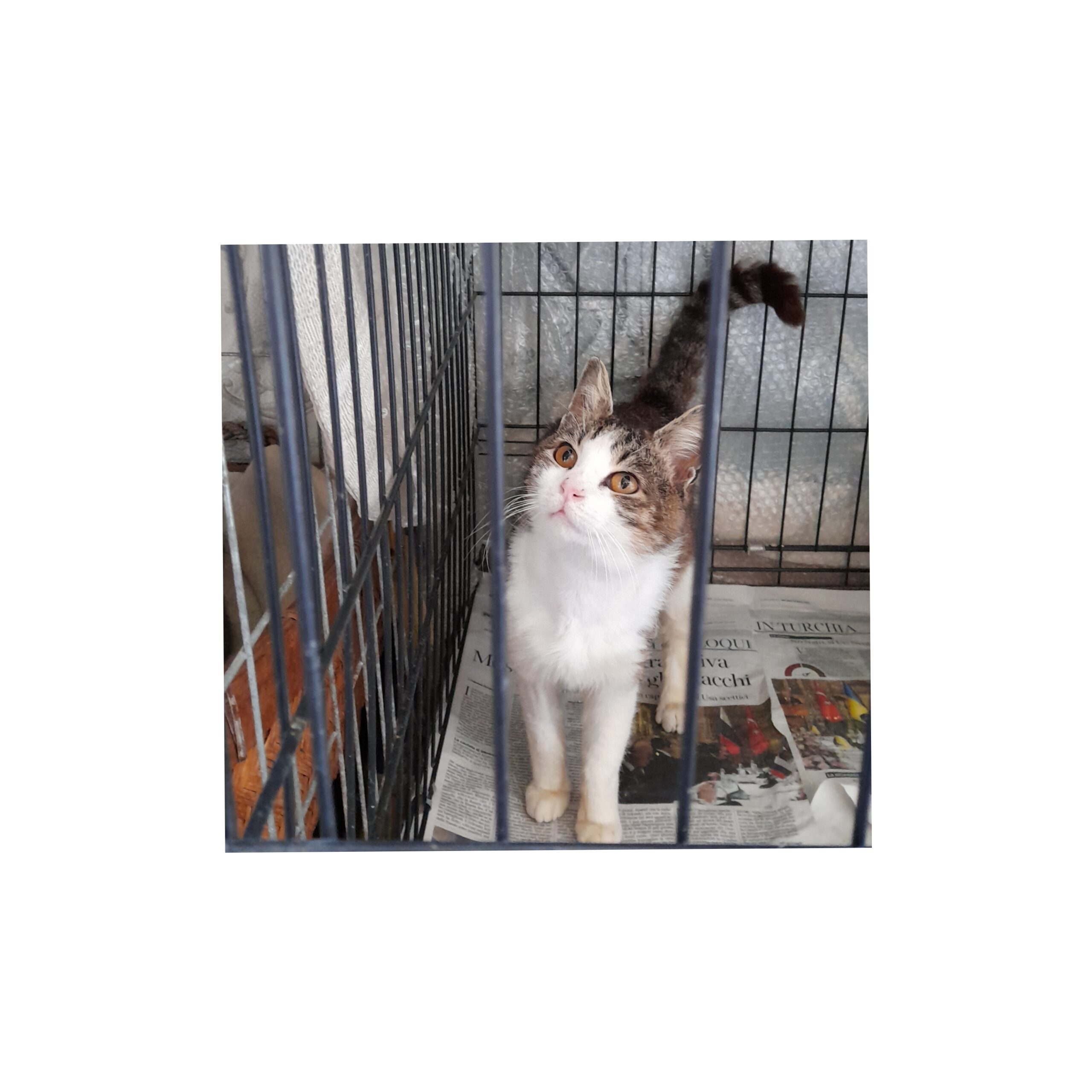 “Cerchiamo una casa per Carletto, a giorni sarà lasciato sul luogo del ritrovamento a Quartu”