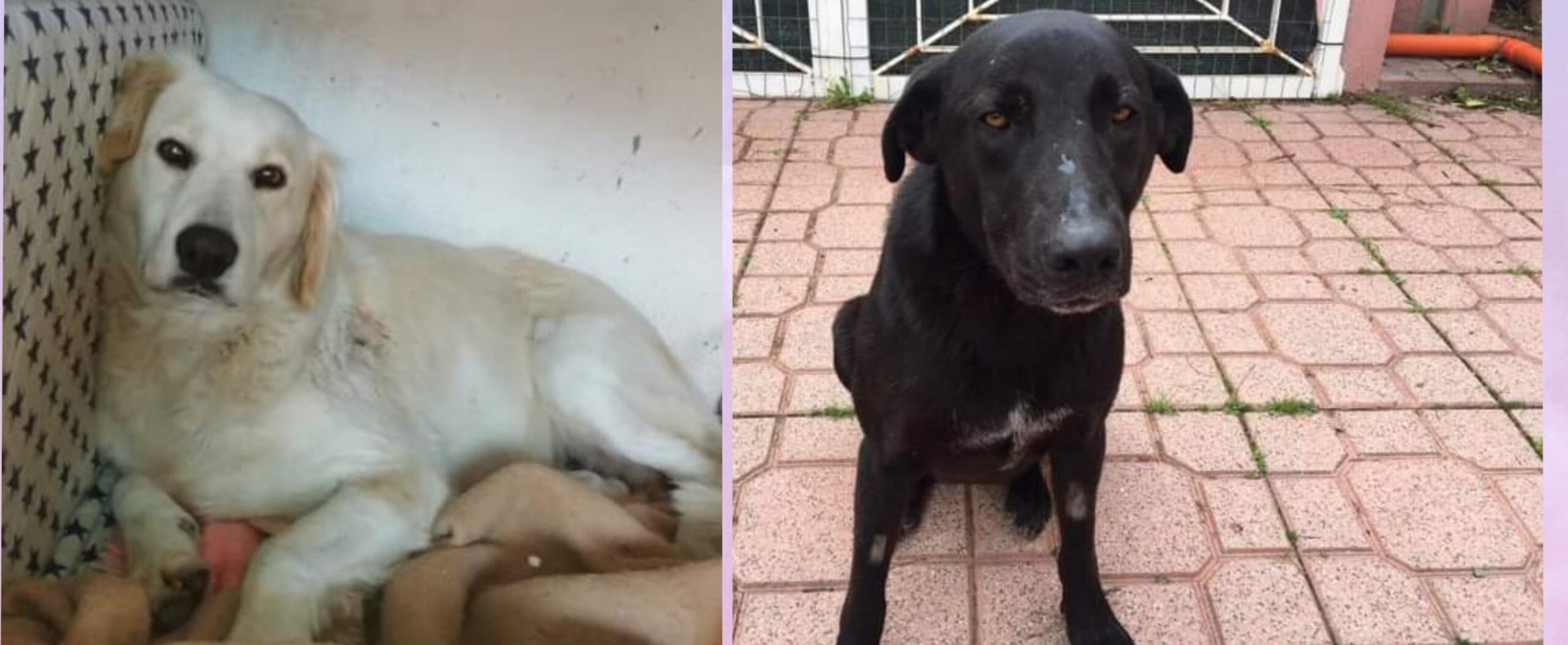 A Radio Zampetta Sarda l’appello per Sally e Alma