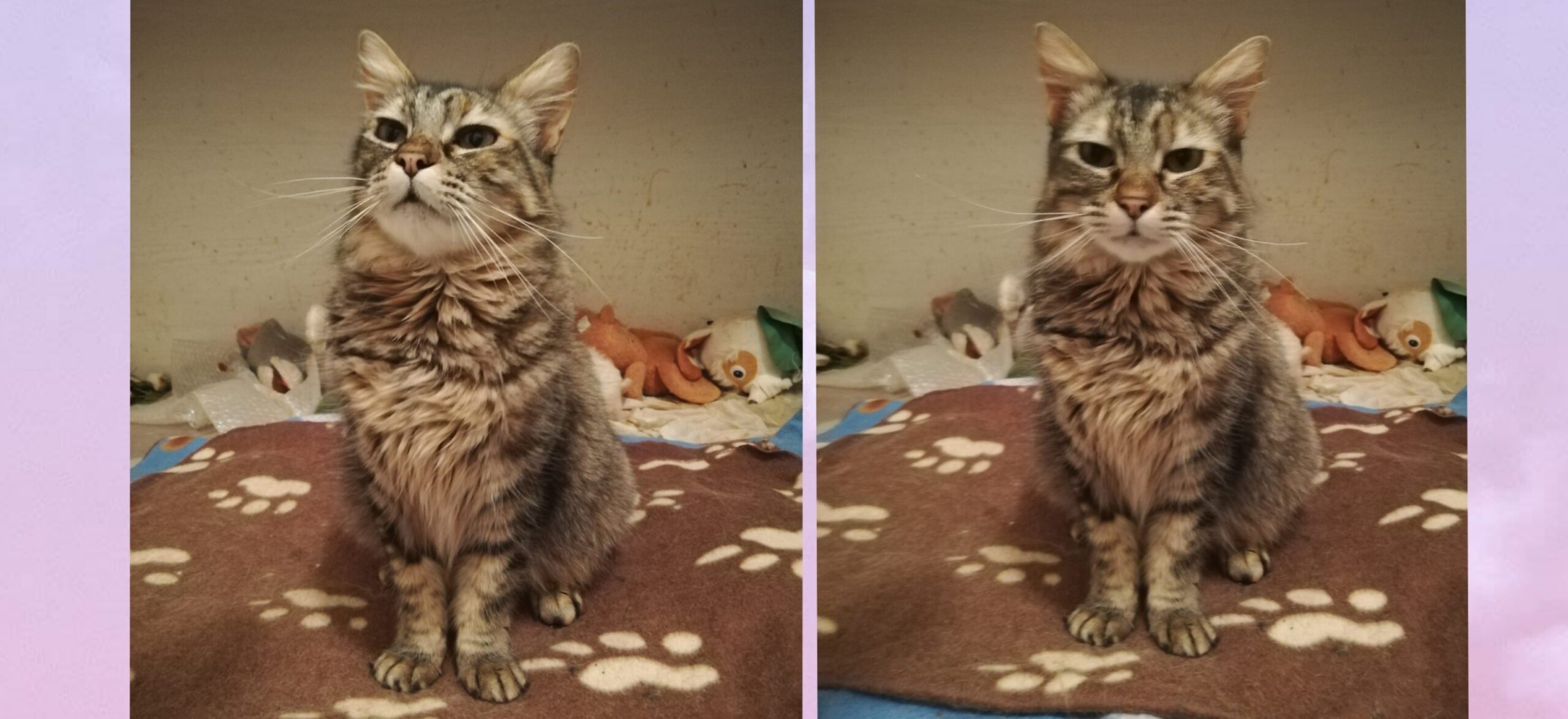 Radio Zampetta Sarda: adozione del cuore per la dolcissima April