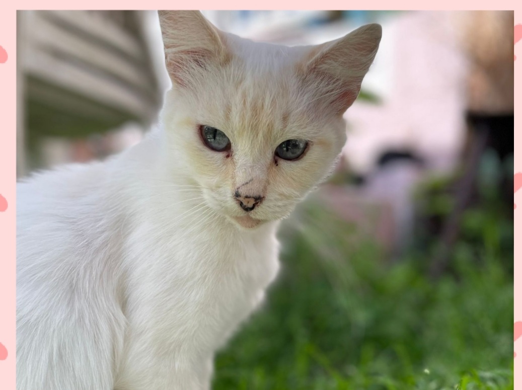 Radio Zampetta Sarda: appello per Sofia, aggredita dai cani randagi