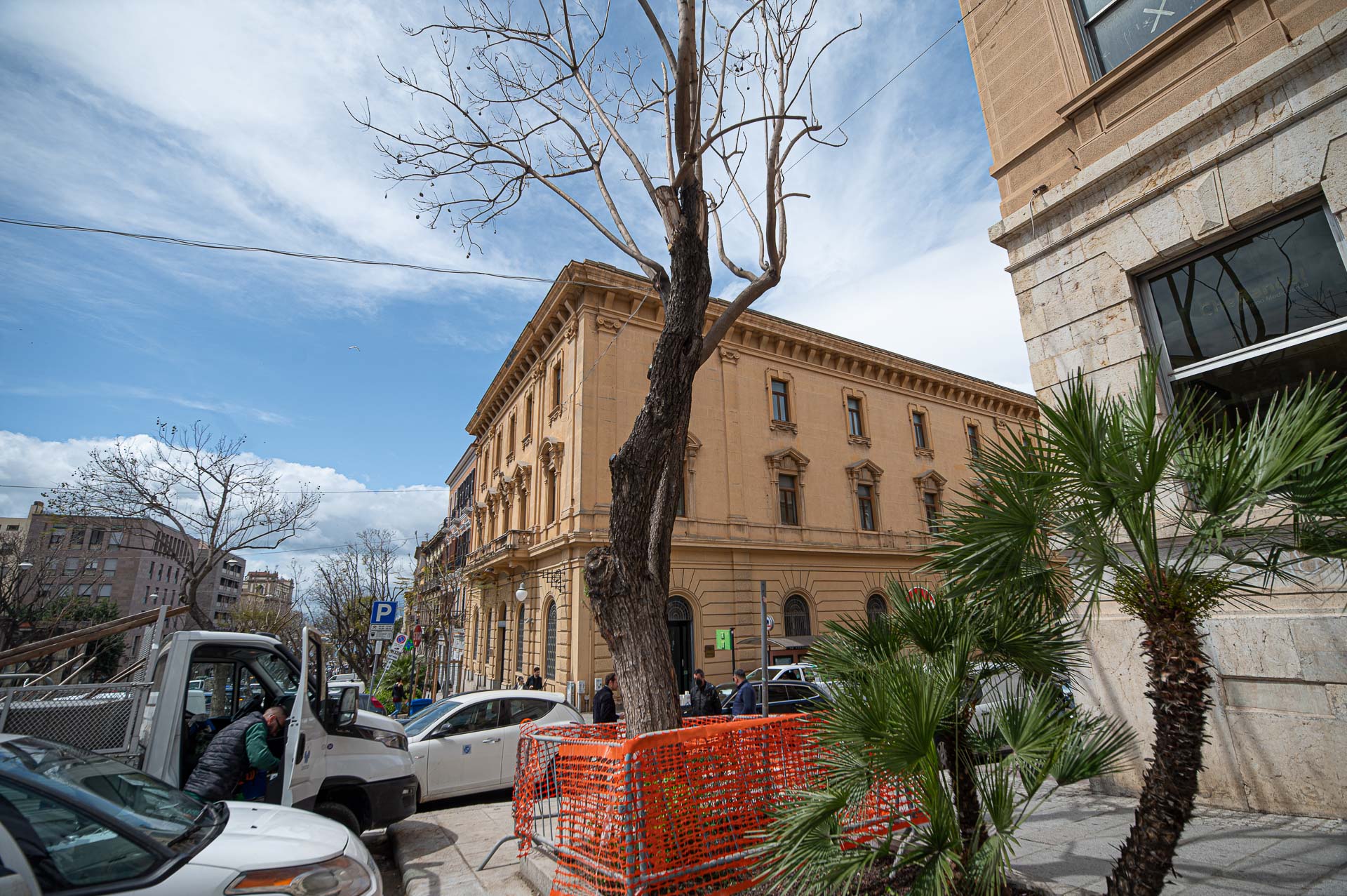 Jacaranda a rischio crollo messa in sicurezza nel Largo Carlo Felice a Cagliari