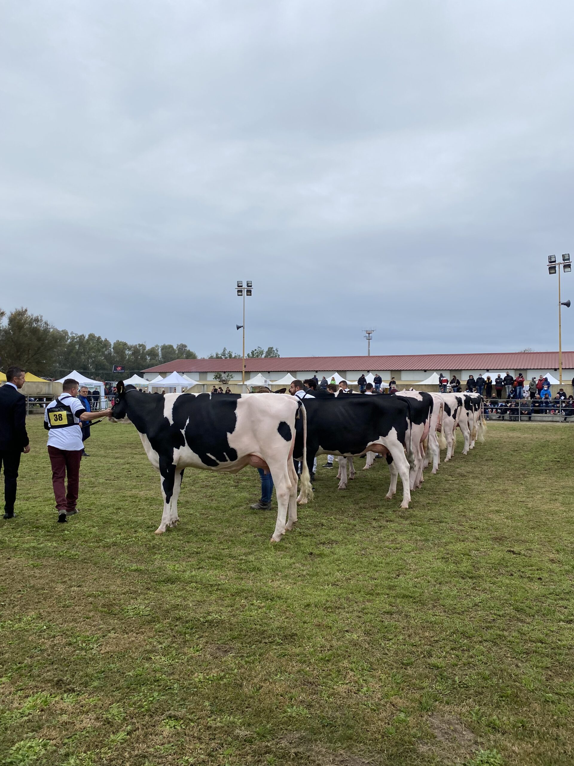 Ad Arborea la mostra del bovino da latte