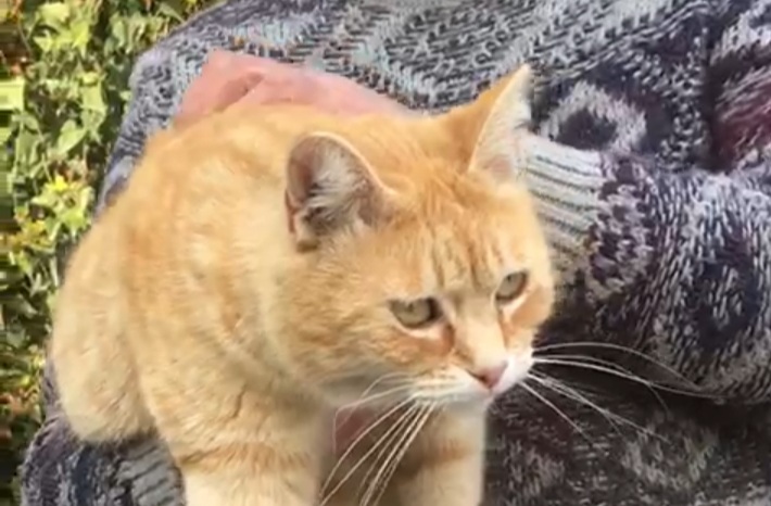 Radio Zampetta Sarda, sos a Quartu: “Sfrattato con 10 gatti cerca casa”