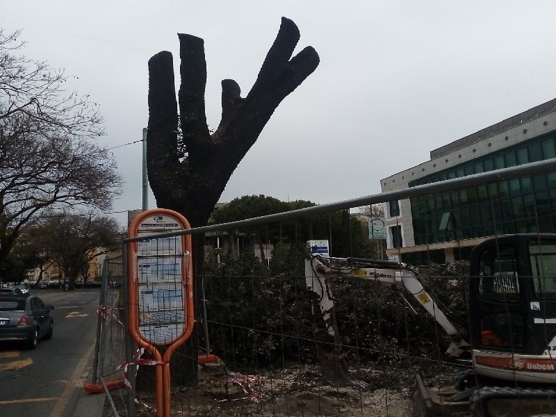 Taglio degli alberi in via Dante, motoseghe in azione e tante polemiche a Cagliari