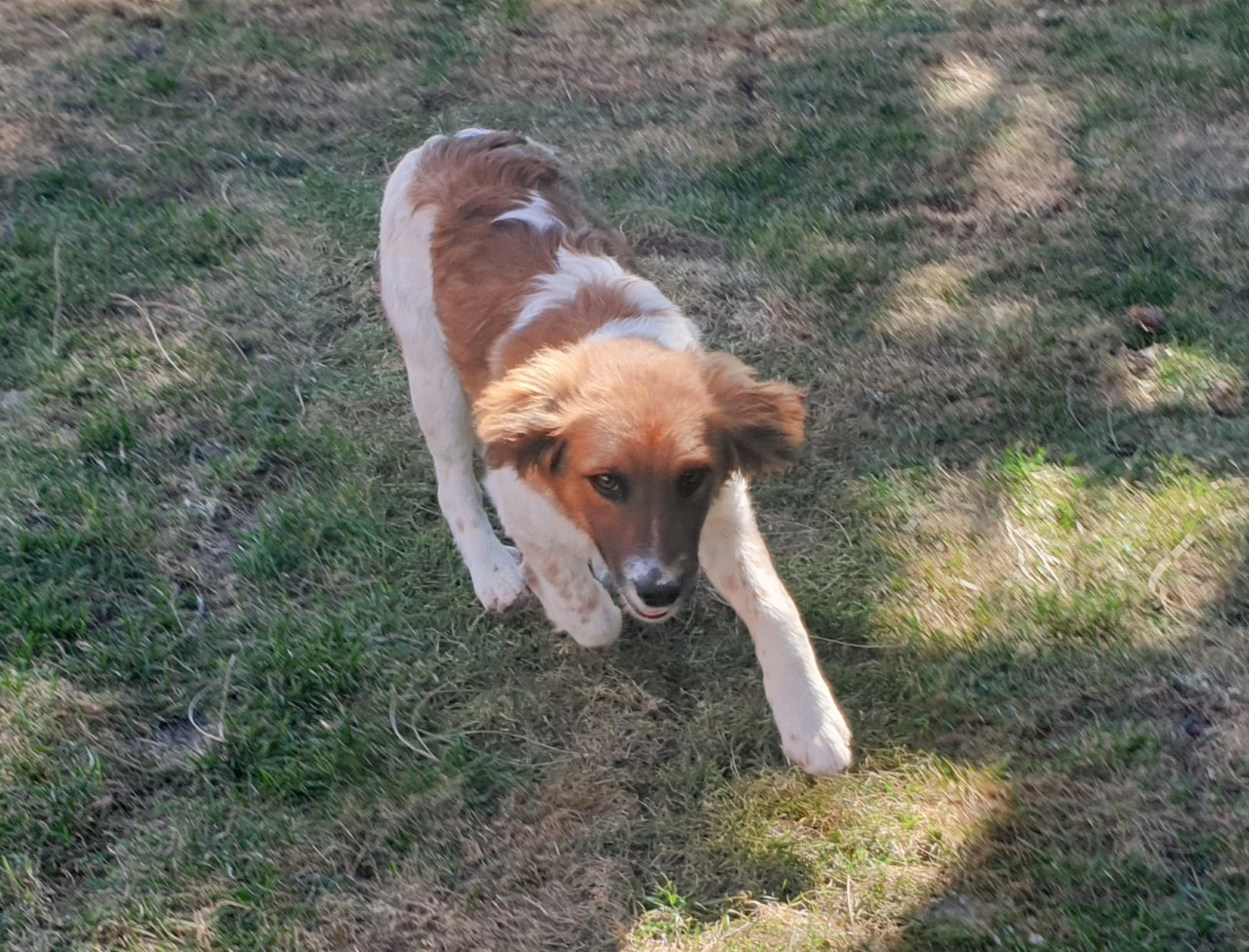 Adotta un cane dal canile di Cagliari: Bulma, cucciola affettuosa di 5 mesi