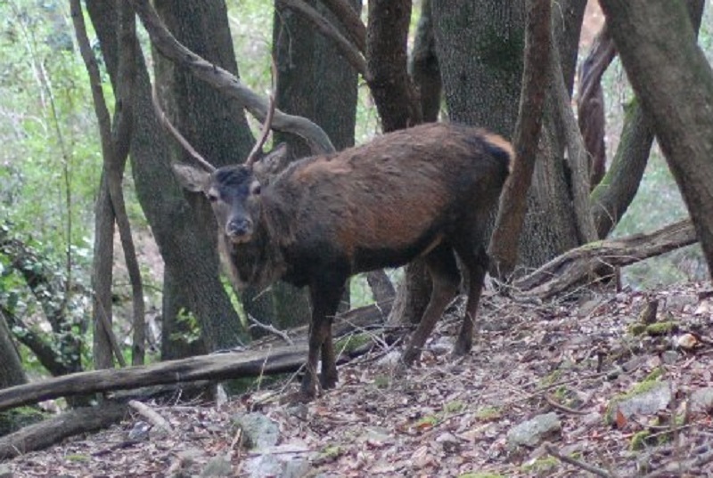 Ecologisti contro la Regione, via alla raccolta delle firme: “No all’abbattimento ai cervi in Sardegna”