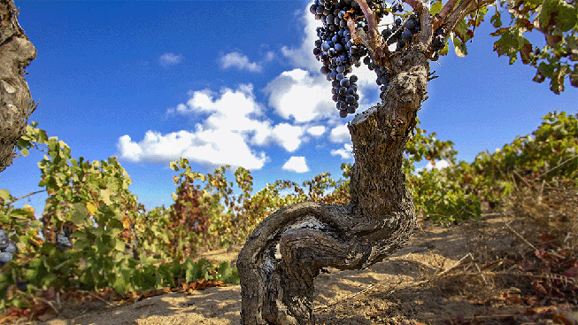 ROSSO CARIGNANO, il vino autentico del Sulcis