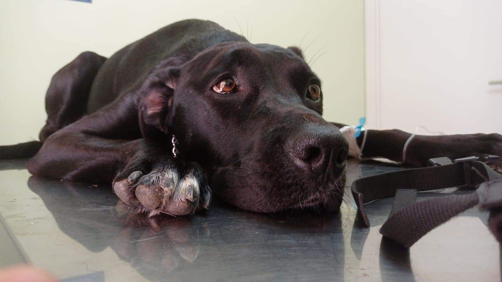 Radio Zampetta Sarda: una raccolta fondi per salvare Mia dalla meningite