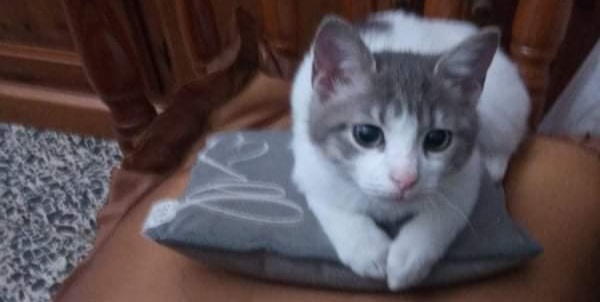 Smarrito Bobo in via Galilei a Quartu: sos per ritrovare il gattino