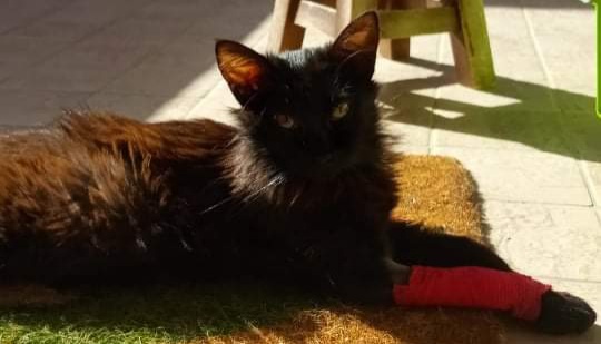 Zen, a soli 8 mesi colpito da una malattia mortale: via alla raccolta fondi.