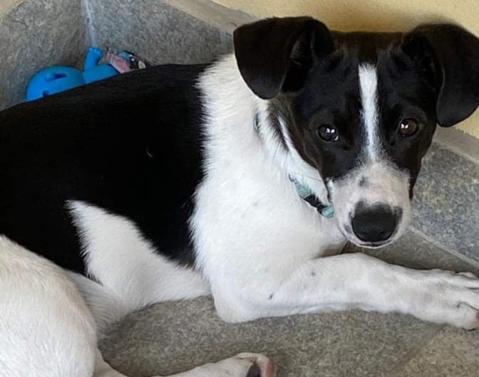 La denuncia a Radio Zampetta Sarda: “Oreo, avvelenato nel giardino di casa da gente senza cuore”