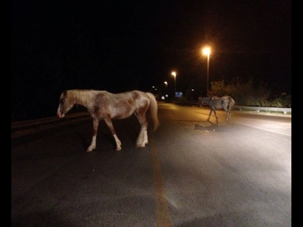 Travolge e uccide tre cavalli sulla 131, camionista illeso