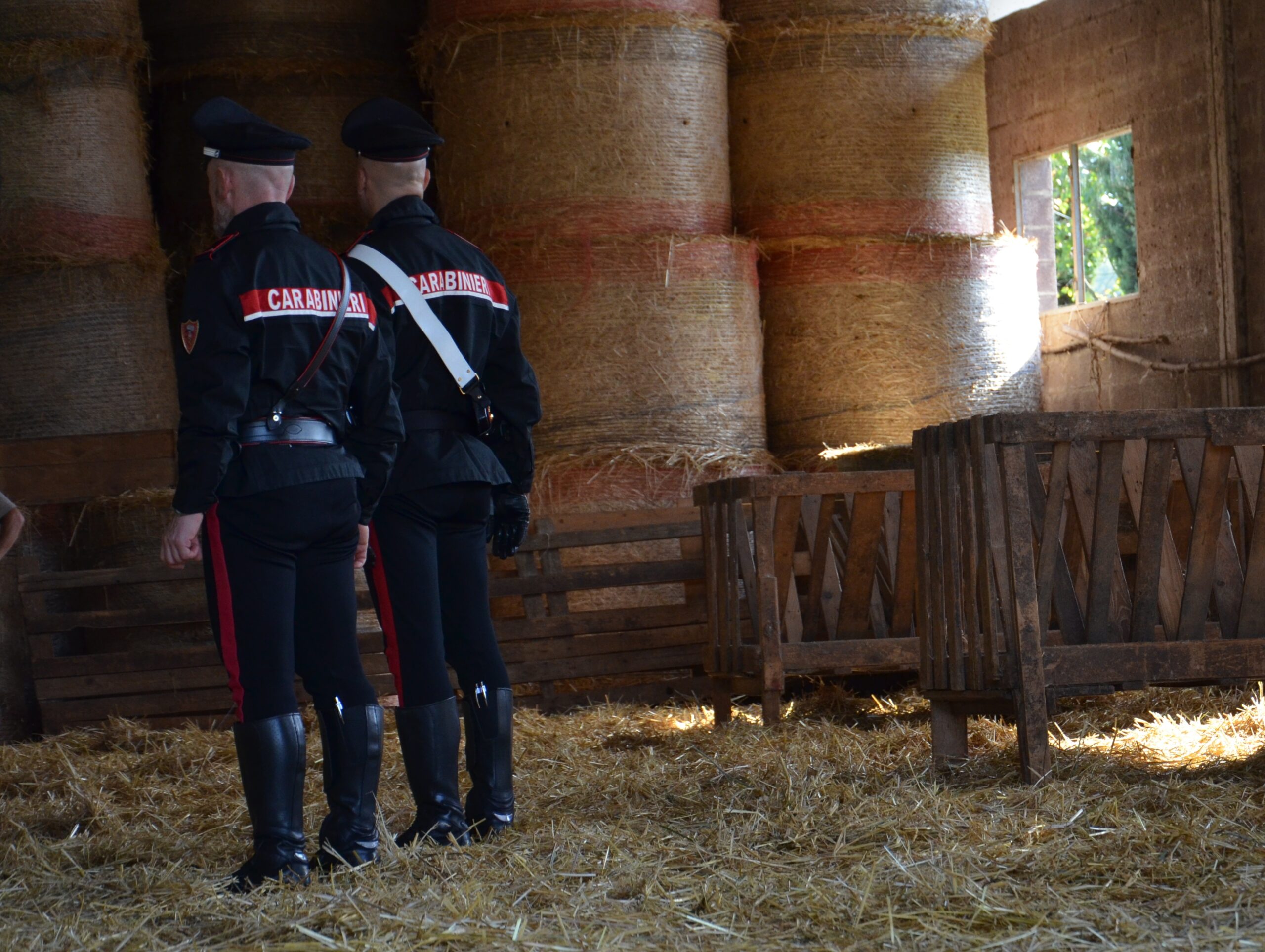 Acquistano il bestiame ma l’assegno è scoperto: 3 denunce a Villamassargia