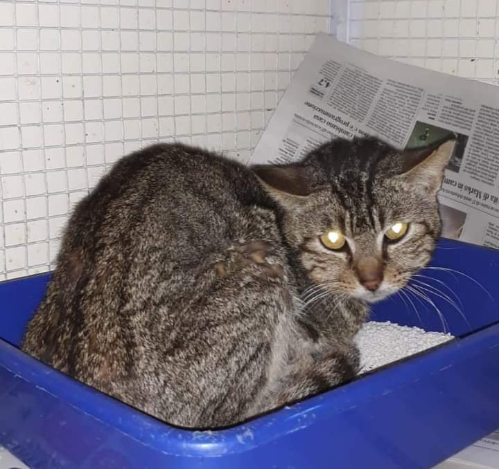 Stallo per Tigrotto cercasi, l’appello a Radio Zampetta Sarda