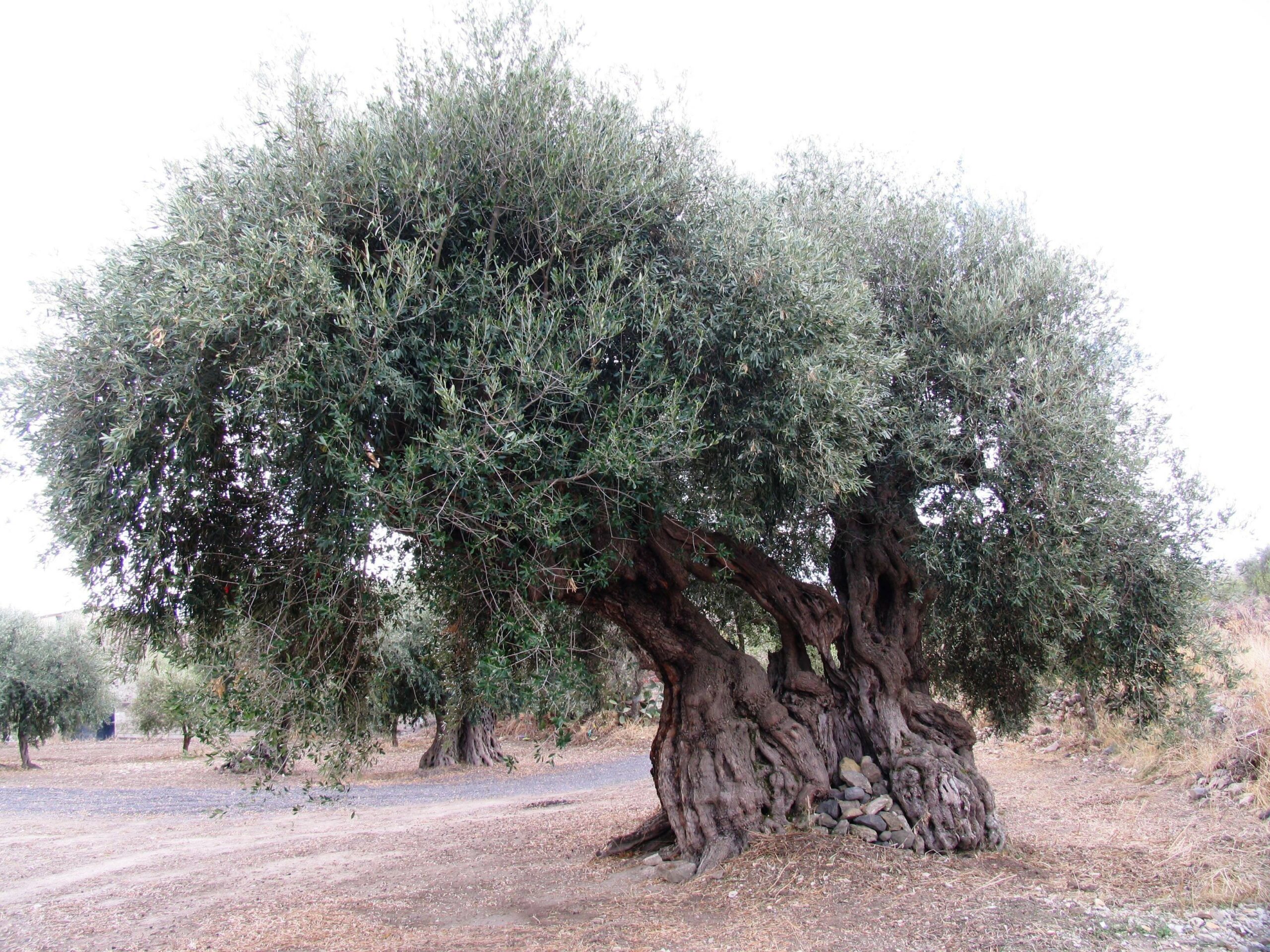 Monumenti Aperti: il 28 e 29 maggio a Genuri, Tuili, Pabillonis e Sanluri