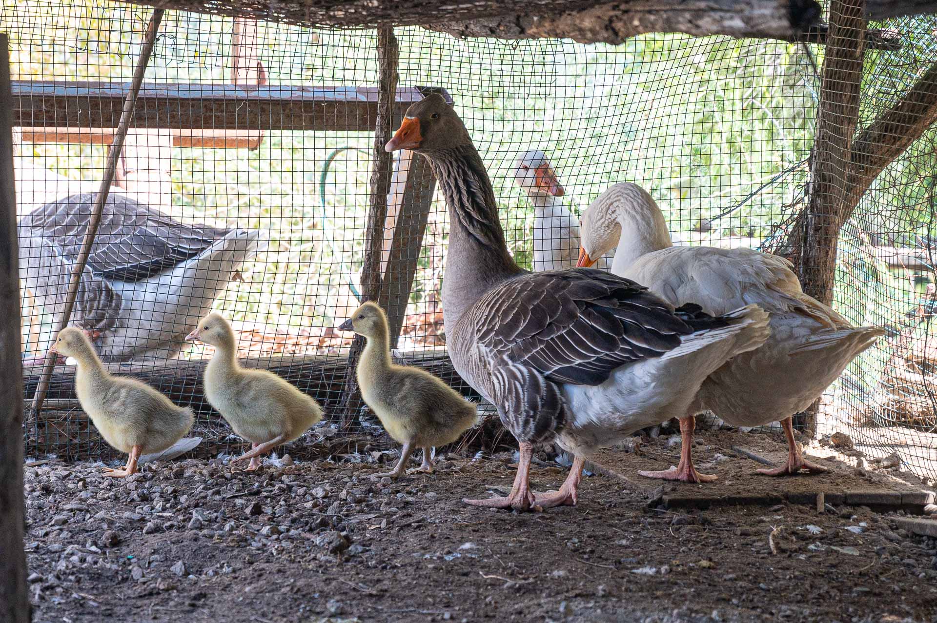 Cagliari, lieto evento straordinario a Monte Urpinu: nate 3 ochette, non accadeva da 10 anni