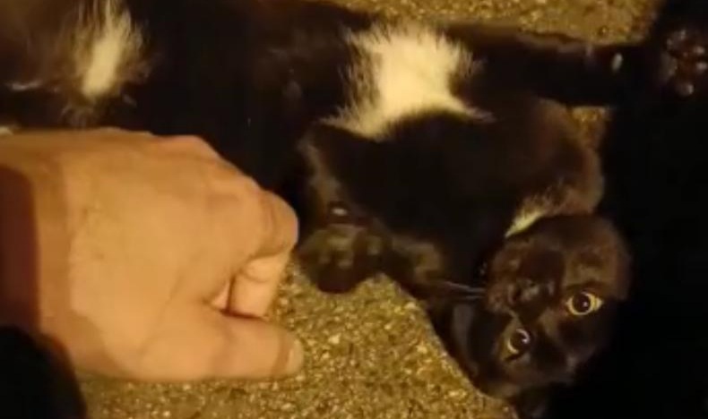 Radio Zampetta Sarda: gatto con collare trovato a Cagliari, qualcuno lo riconosce?