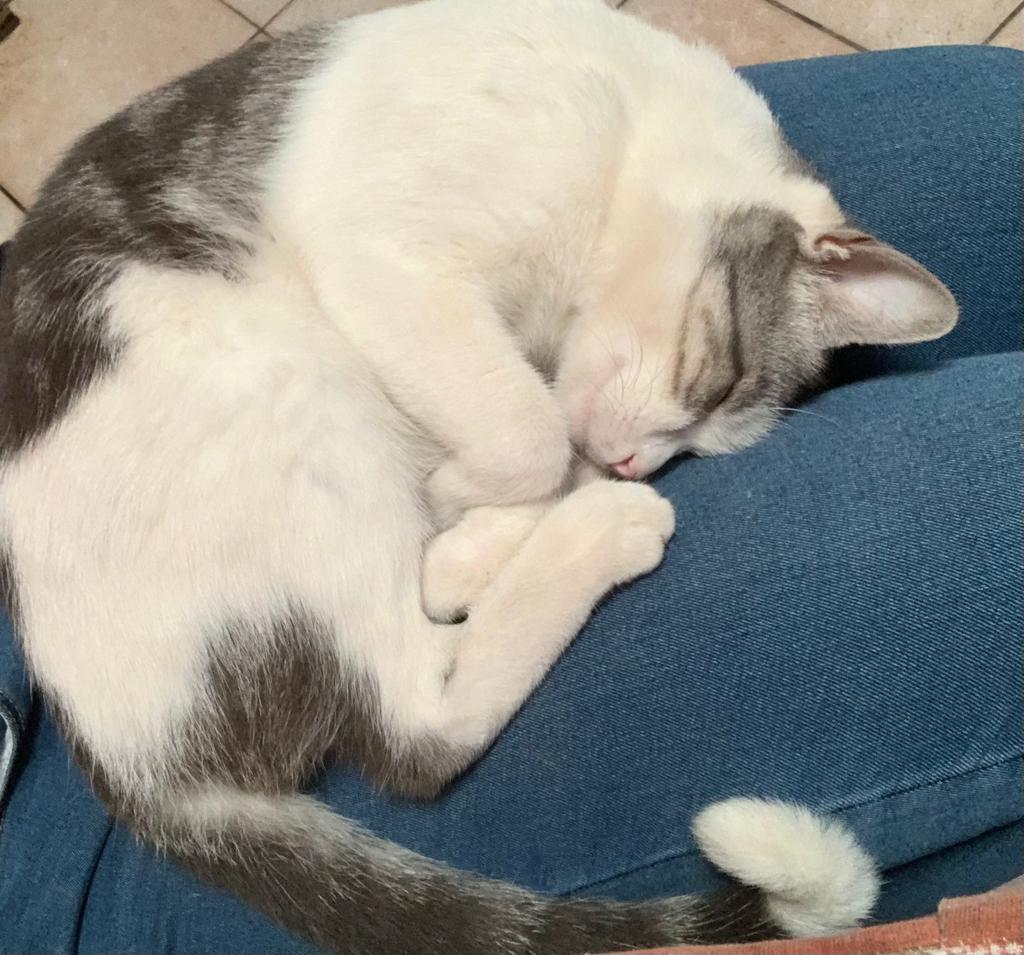 Orrore a Quartu: “Il mio gatto sbranato dai cani di una pastora, da anni viviamo nel terrore”