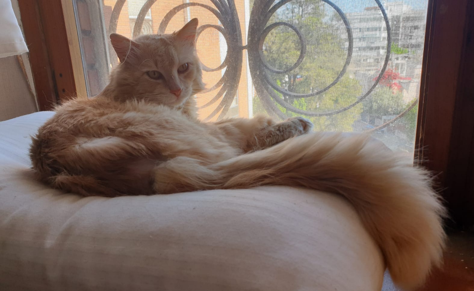 A Radio Zampetta Sarda l’appello di Alessandra per trovare adozione a Michele