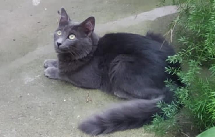 Radio Zampetta Sarda, sos per ritrovare Leone smarrito in via Boccherini a Quartu