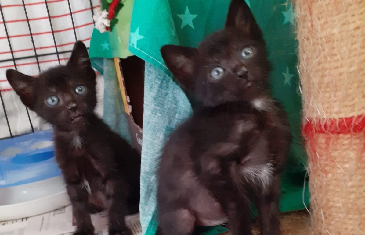 A Quartu due micini abbandonati sotto il temporale: “Li abbiamo salvati, chi vuole adottarli?”