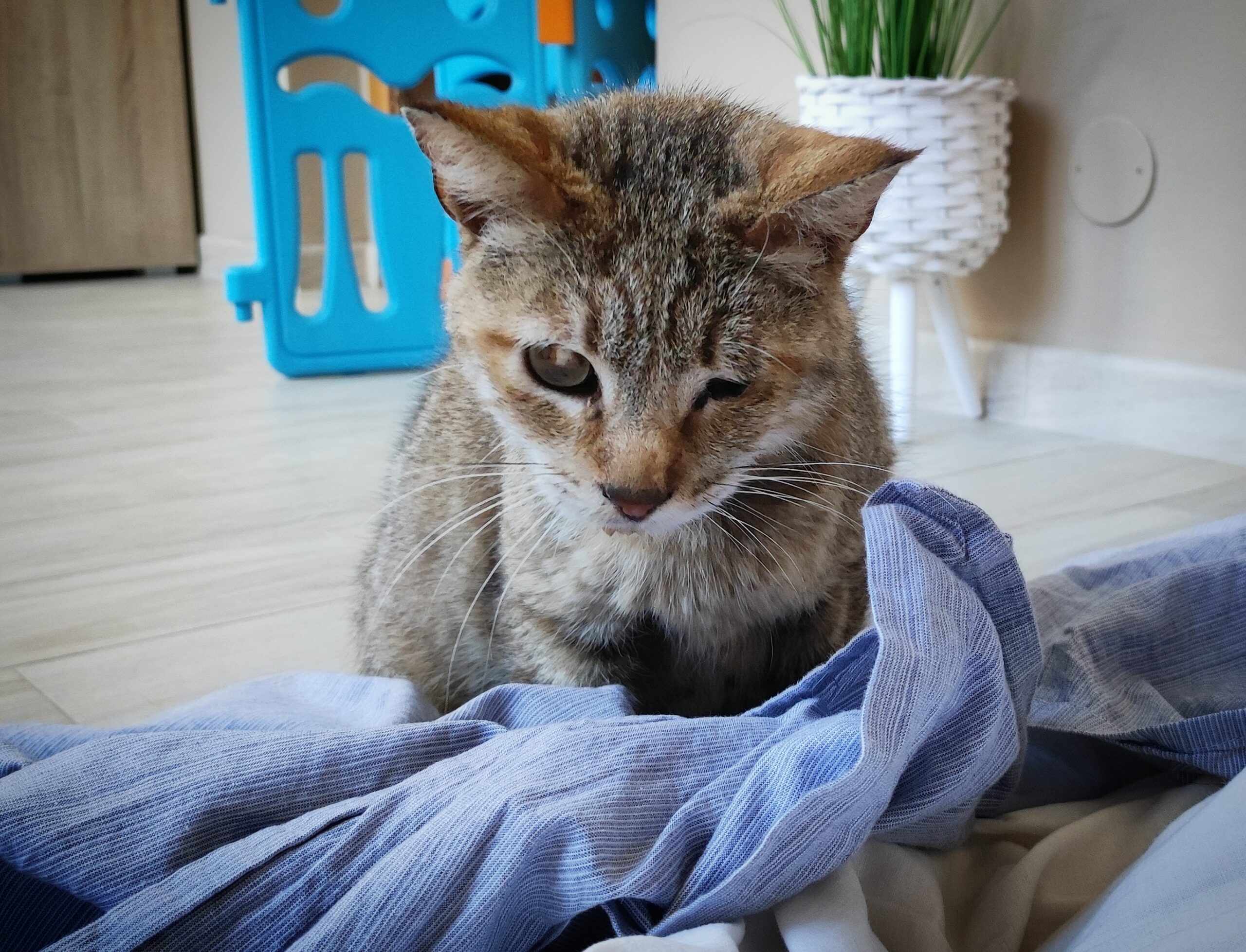 A Radio Zampetta Sarda l’appello del cuore per Blanca, gattina cieca