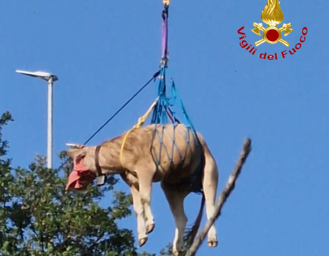 Precipita durante il parto, mucca salvata a Orgosolo dai Vigili del fuoco: morto il vitellino