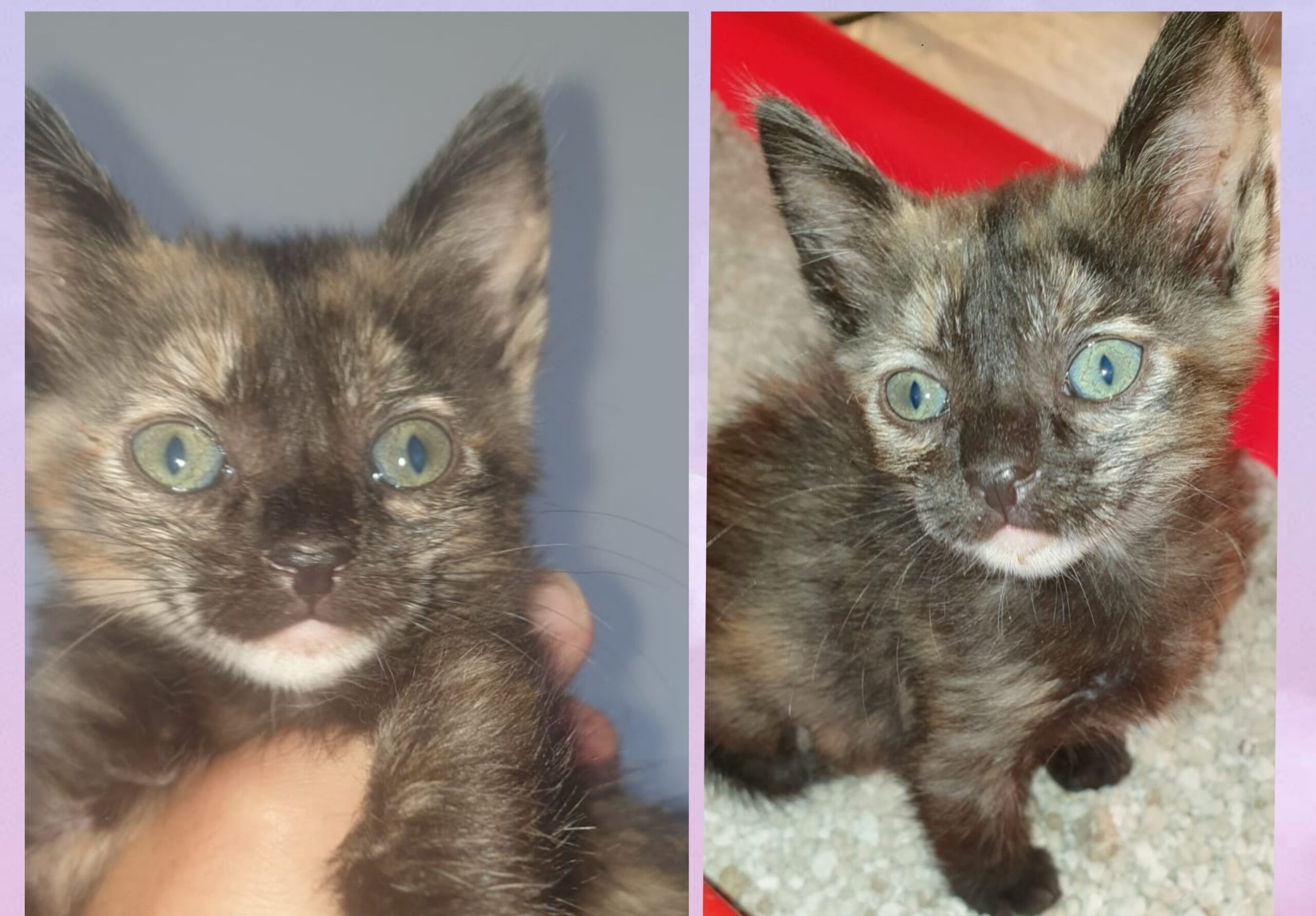 Radio Zampetta Sarda: Elisa, 400 grammi di puro amore. Chi la adotta?