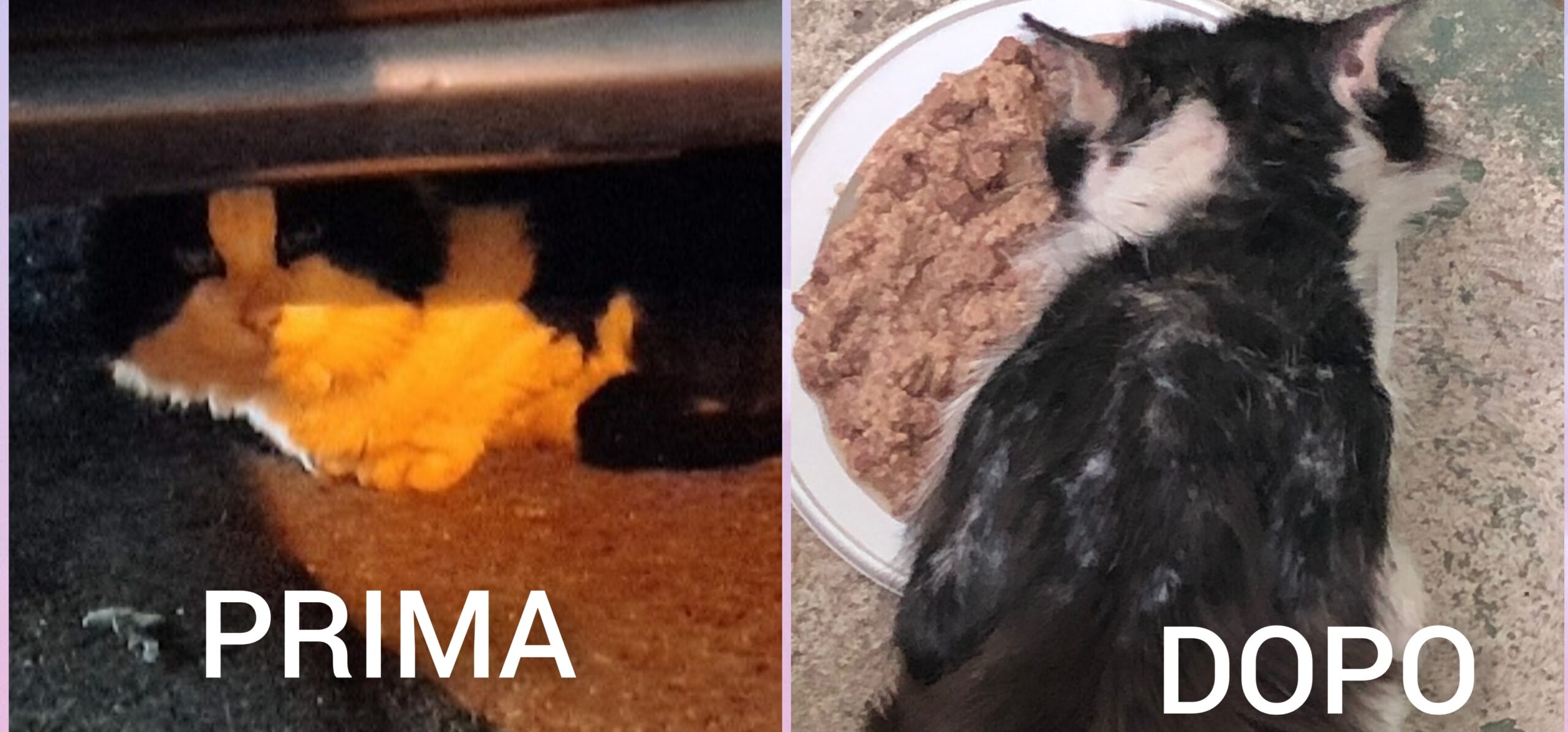 Sos a Radio Zampetta Sarda per un gatto in gravi condizioni a Quartu