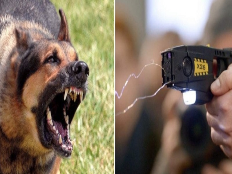Cagliari, paura in viale Bonaria: poliziotto aggredito da un cane lo colpisce col taser