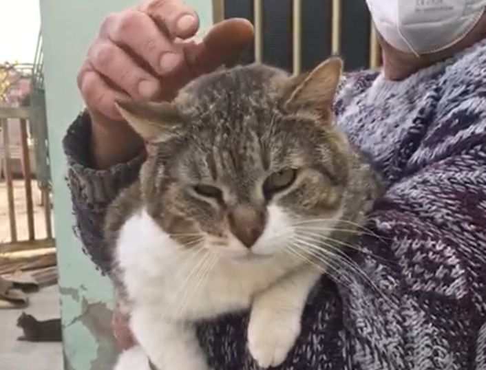 Sos a Radio Zampetta Sarda: “Sfrattato cerca sistemazione per 10 gatti”