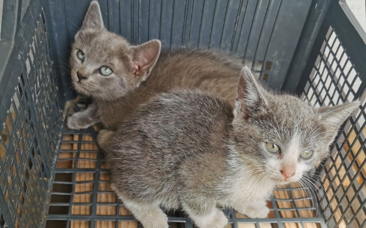 A Radio Zampetta Sarda l’appello per salvare due gattini in pericolo di vita a Cagliari