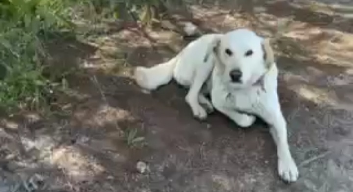 Cercasi una casa per Biondo: “Educato, buono con tutti, merita una famiglia”