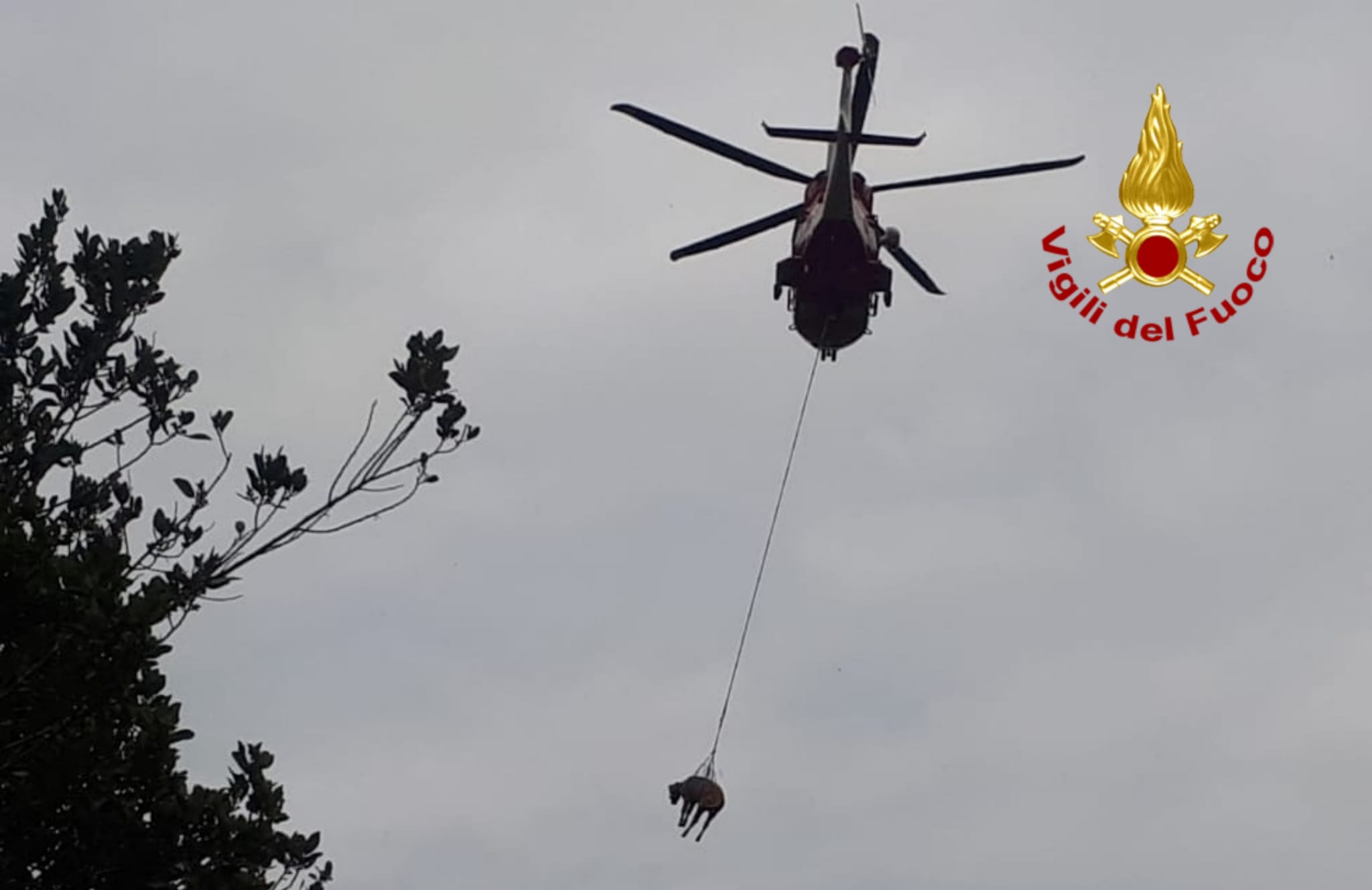 Precipita in un fossato, recuperata una mucca dai vigili del fuoco a Isili