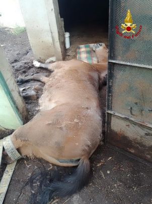 Soccorso un cavallo in difficoltà caduto all’interno di una stalla a Monserrato: lo salvano i vigili del fuoco