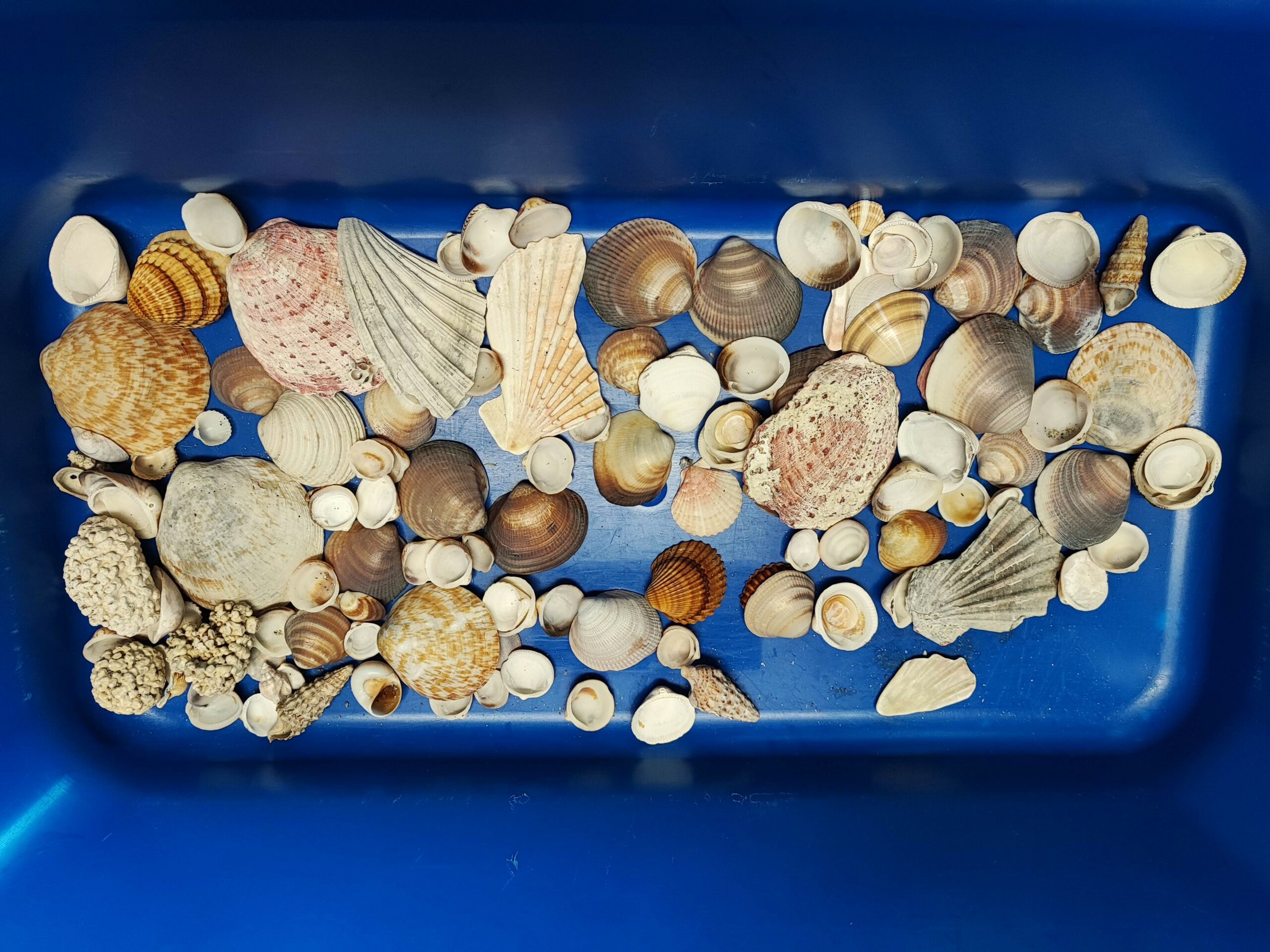 In partenza da Cagliari con conchiglie nello zaino, beccati due croceristi al porto