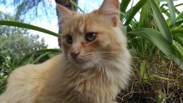 Sos a Radio Zampetta Sarda: “Sparito Sole dal parco di Terramaini”