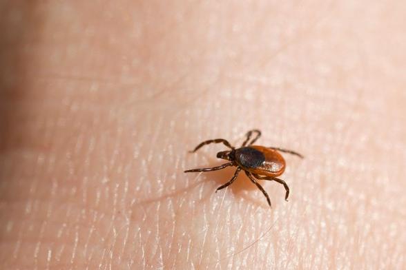 Emergenza zecche a Sinnai: “Io e mia moglie punti sui Sette Fratelli, è un’invasione”