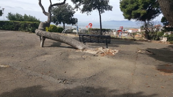 Cagliari, 20 alberi da abbattere in viale Buoncammino: “Sono in gravi condizioni e rischiano di crollare”