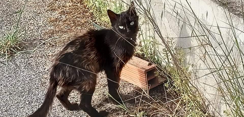 Appello a Radio Zampetta Sarda: “Azienda chiude a San Sperate, salviamo 10 gatti rimasti senza cibo”