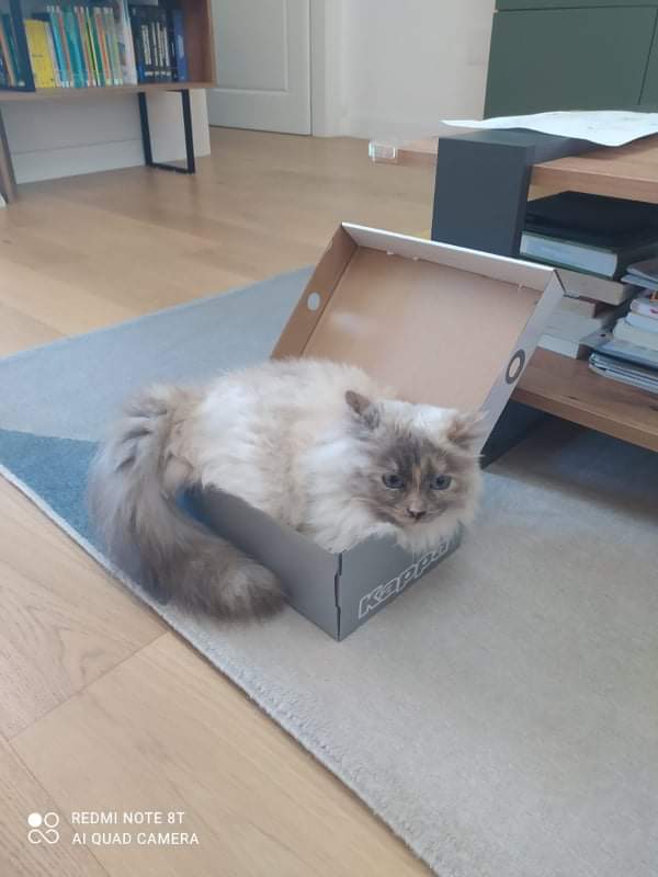 Sos per Stellina, una micia dolcissima smarrita a Monserrato