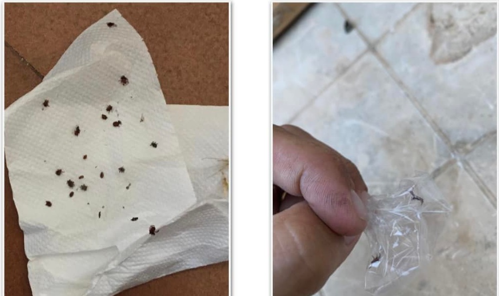 Cagliari, emergenza zecche nel quartiere di Sant’Elia: “Subito la disinfestazione”