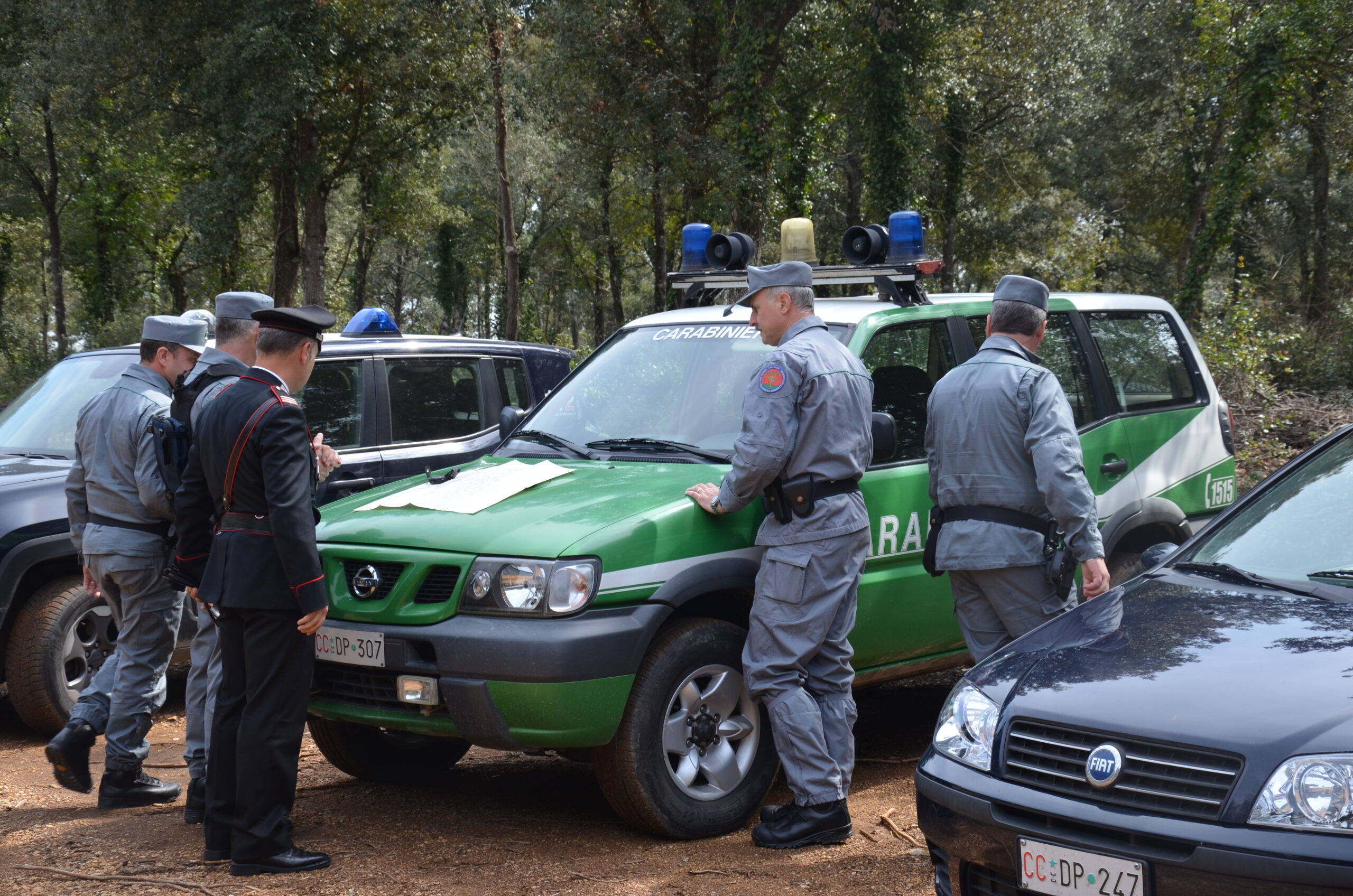 Cagliari, due splendide aquile di Bonelli trasportate dai carabinieri