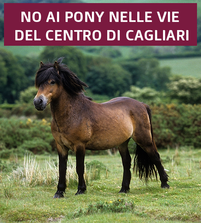 “Cagliari, il Comune paga i negozianti per portare due pony al caldo in via Garibaldi: è una follia”