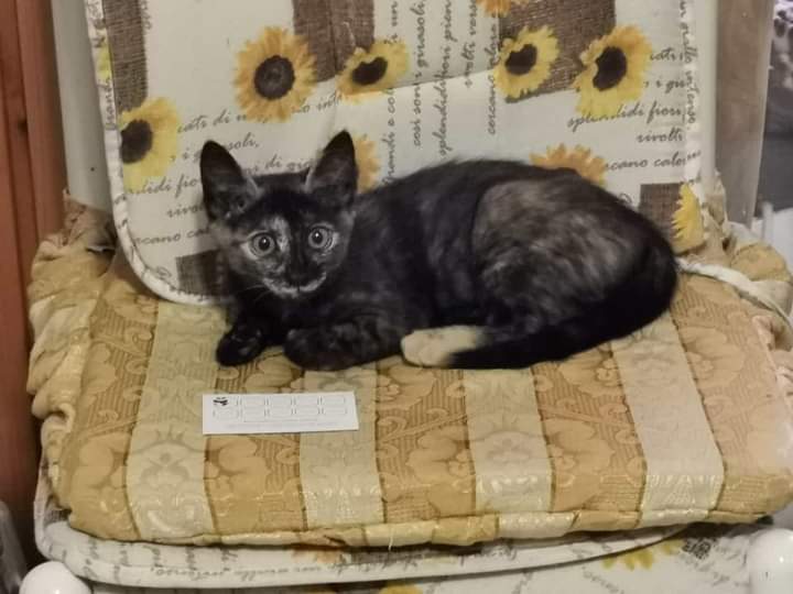 Radio Zampetta Sarda, la piccola Matilde cerca una vera famiglia