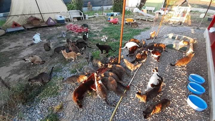 Quartu, l’sos dal rifugio Zampe Matte: “Seguiamo centinaia di gatti, aiutateci a ristrutturare le loro casette”