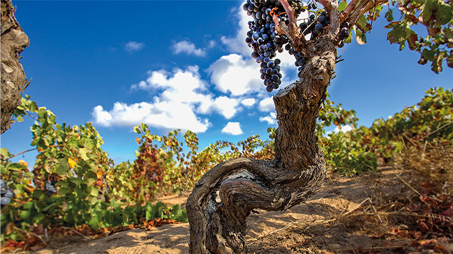 Rosso Carignano, il vino autentico del Sulcis